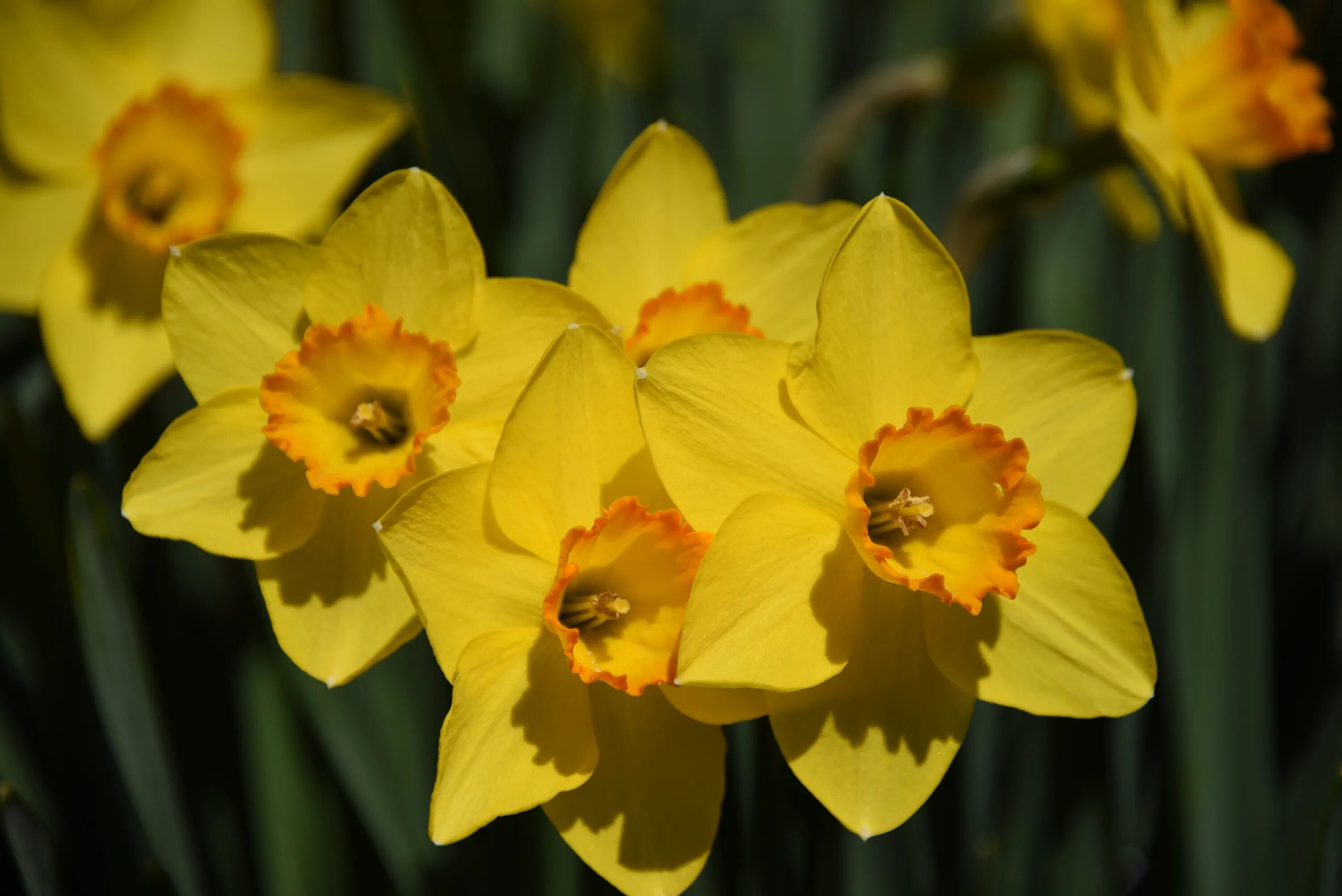 Нарцисс какое растение. Нарцисс Даффодил. Желтый Нарцисс. Нарцисс цветок желтый. Желтые нарциссы – Yellow Daffodils.