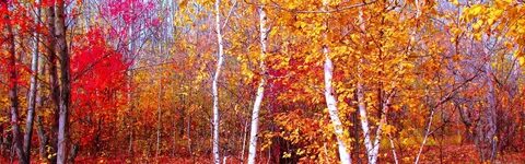 Песня там в осеннем лесу