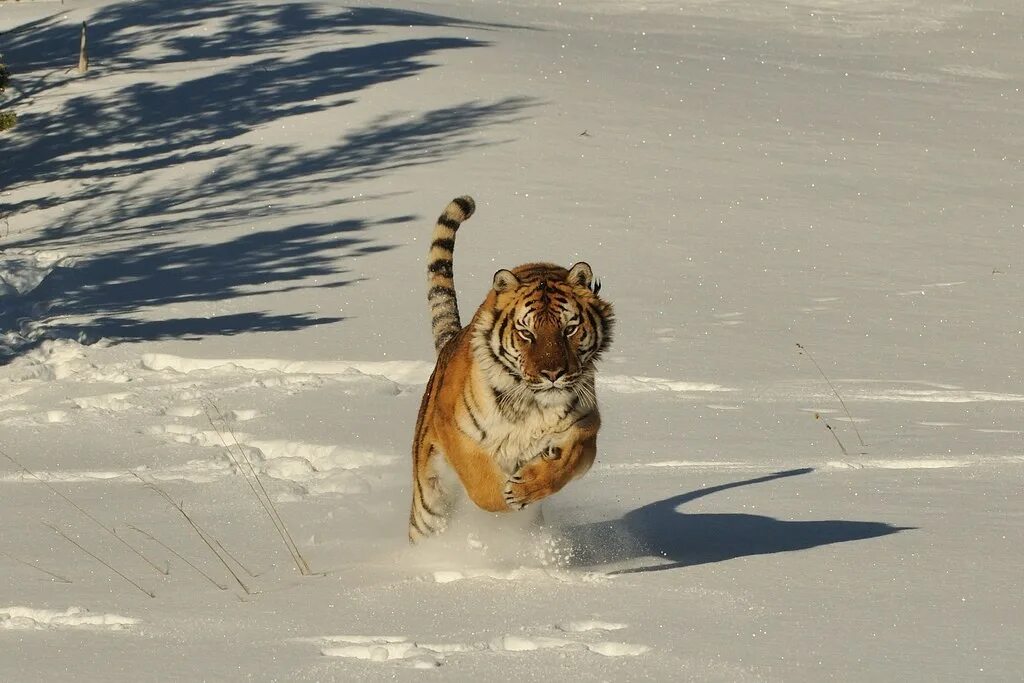 Пробуждение тигра. Тигр бежит. Тигр на снегу. Бегущий тигр в снегу. Амурский тигр в снегу.