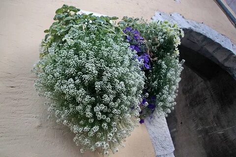 Алиссум на балконе