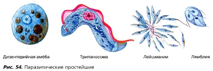 Транспорт веществ у одноклеточных животных. Способность реагировать на воздействия окружающей среды. Одноклеточные бактерии названия. Проект на тему экскурсия в мир простейших. Амеба лямблия.