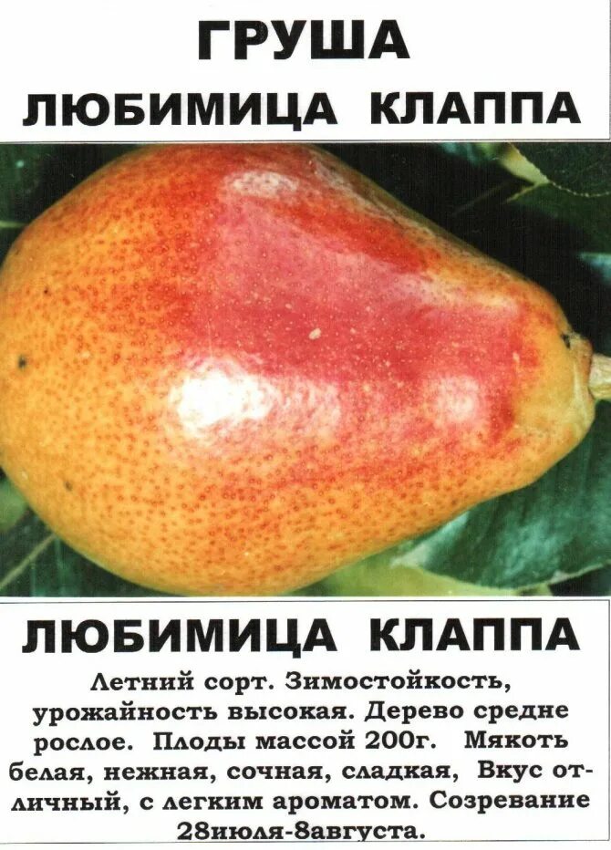 Груша любимица клаппа описание сорта. Сорт груши клаппа. сорт груши любимица клаппа. груша красавица клаппа.