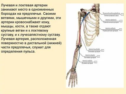 Лучевая и локтевая артерия