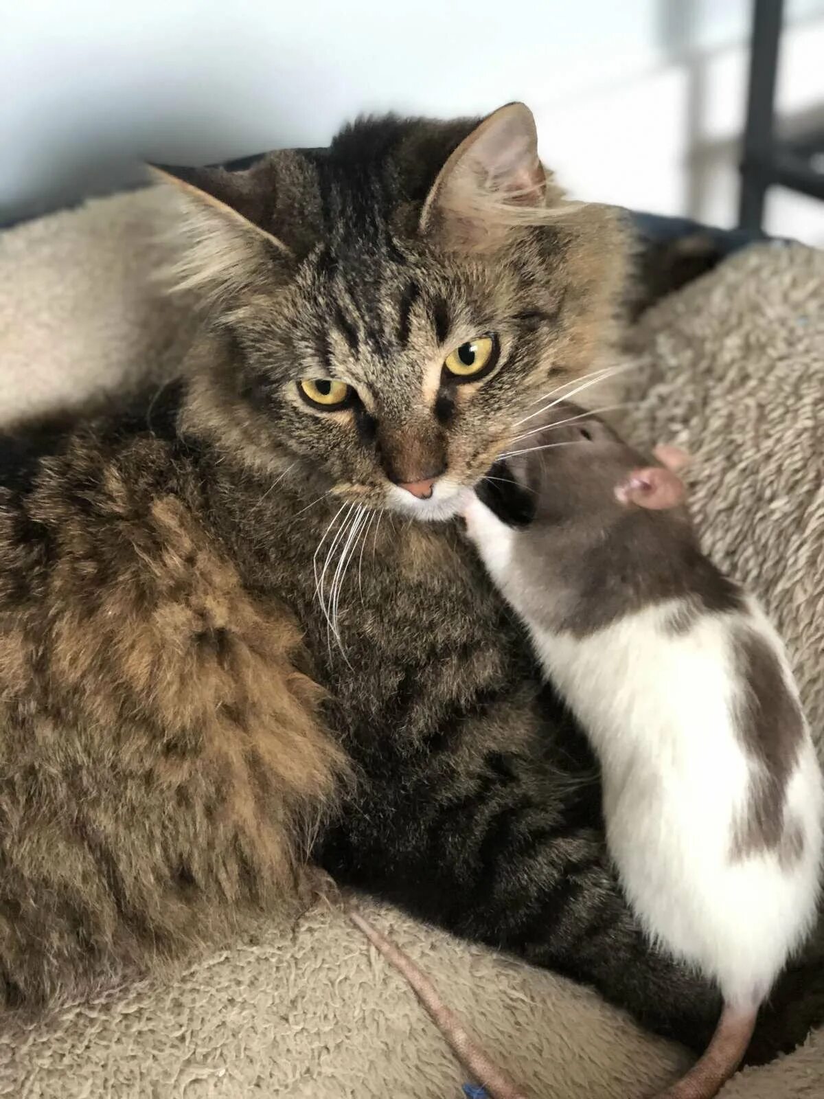 Кот и крыса. Кот и мыши. Кот обнимает мышку. Кошки-мышки. Кошечку мышку
