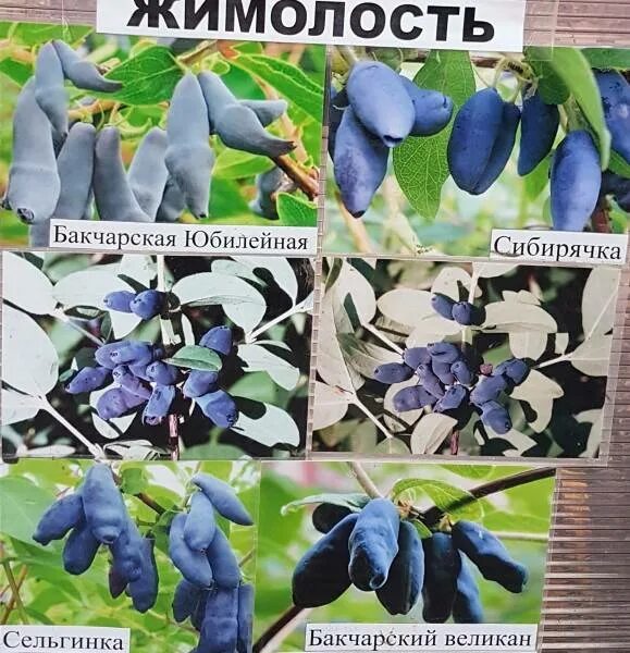 Жимолость съедобная Гордость Бакчара - купить с доставкой по выгодным ценам в ин