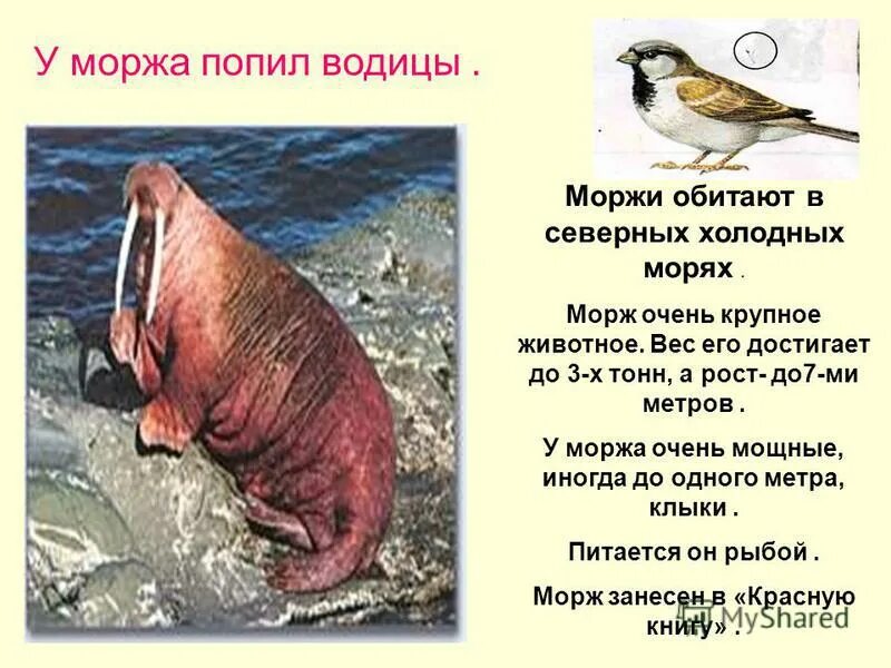 в какой зоне обитают моржи. морж обитает. морж красная книга. морж презентация. ластоногие моржи.