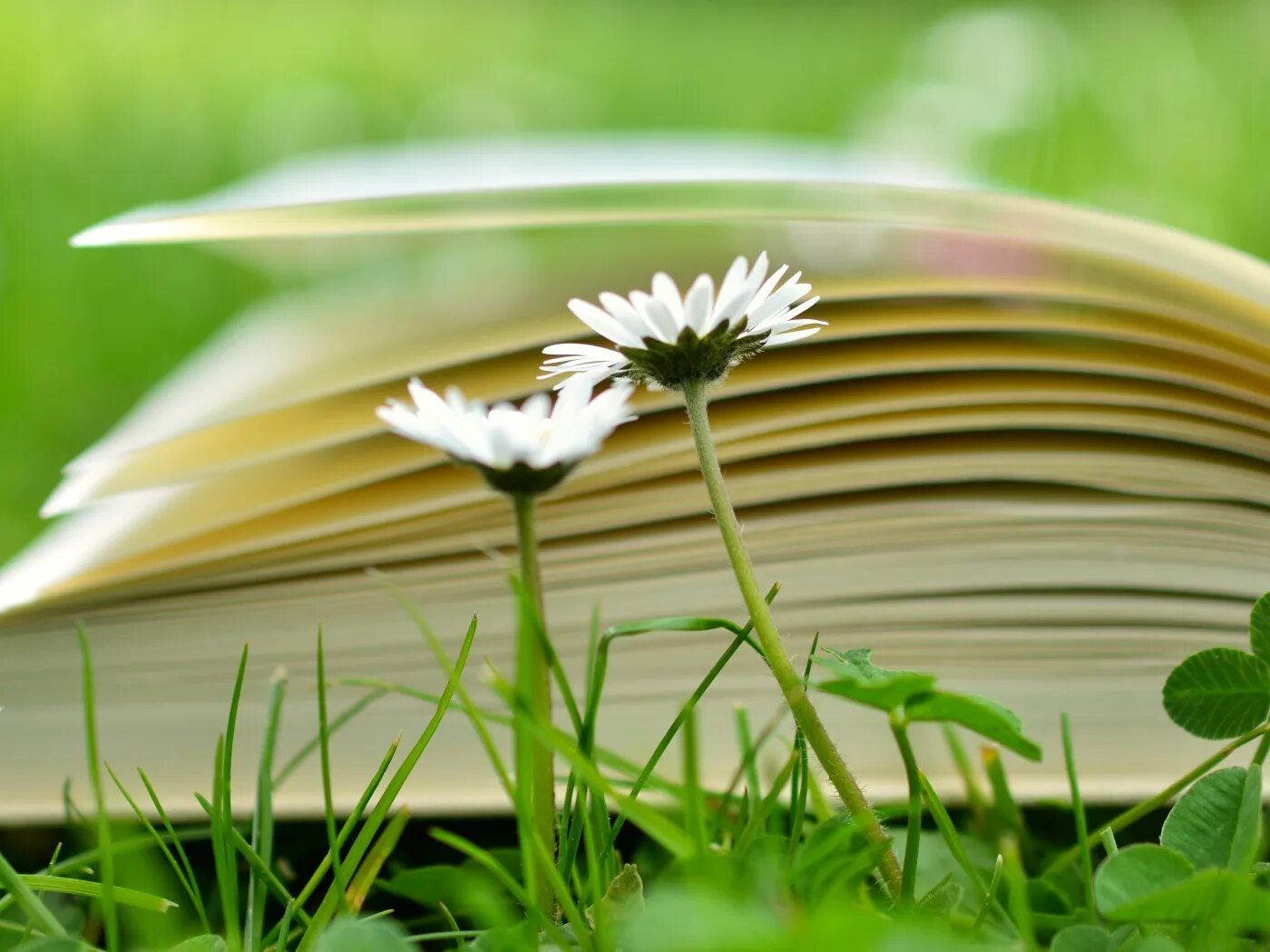 Растения читатели. Лето с книгой. Книга на фоне природы. Книга на траве. Красивый фон с книгами.