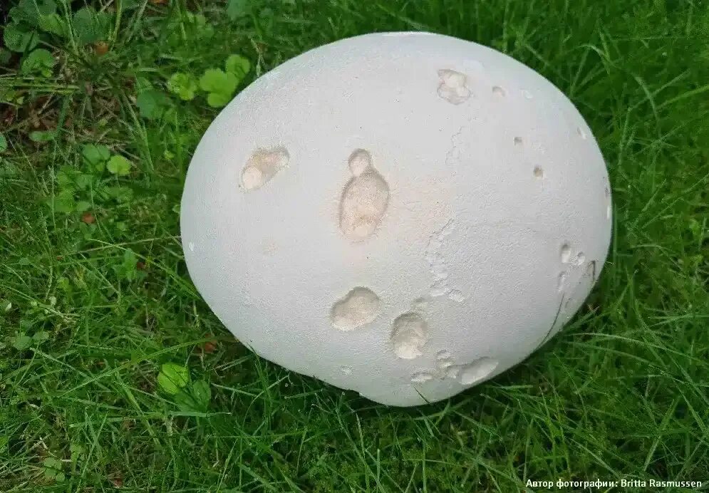 Дождевик гигант 7. Гриб головач гигантский. дождевик головач съедобный. дождевик гигантский. гриб дождевик гигантский.