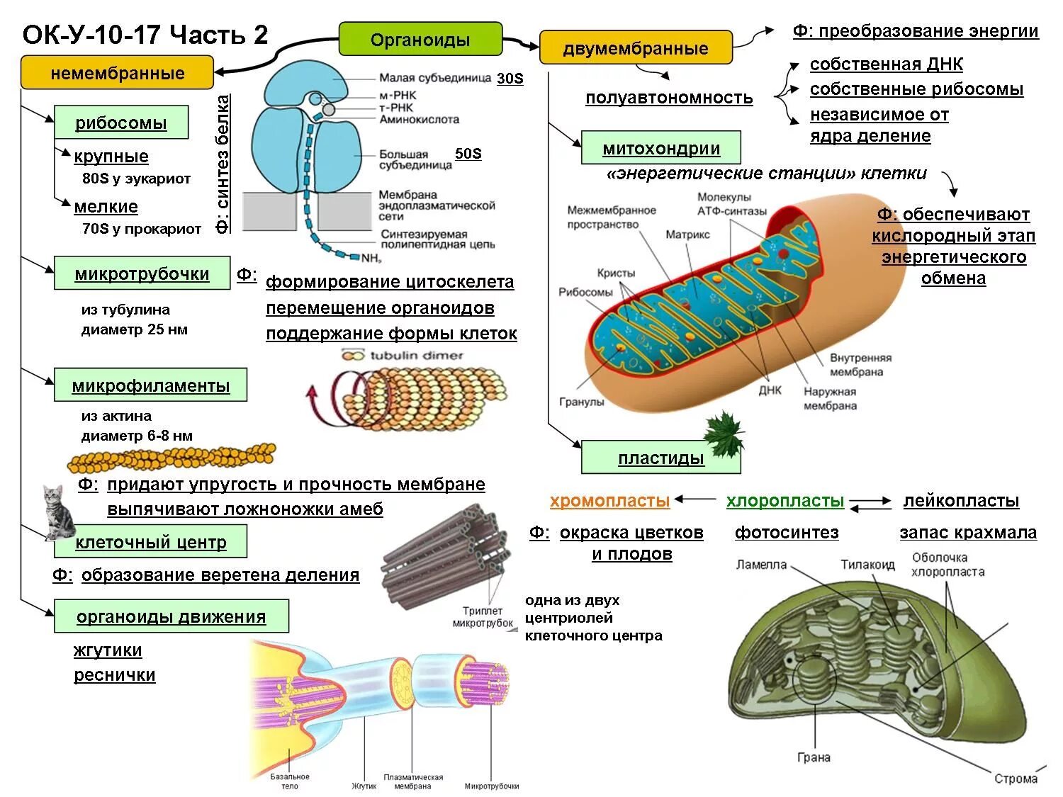 Органоиды клетки схема. Органоиды клетки строение и функции таблица с рисунками. Схема строения органоидов. Строение клетки схема органоид строение функция. Митохондрия микротрубочка хлоропласт