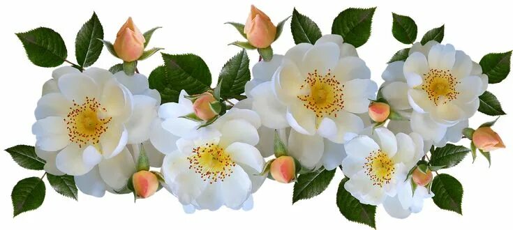 Free Image on Pixabay - Flowers, Roses, White, Fragrant Flowers, Beautiful pink 