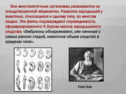 Наука изучающая зародышей