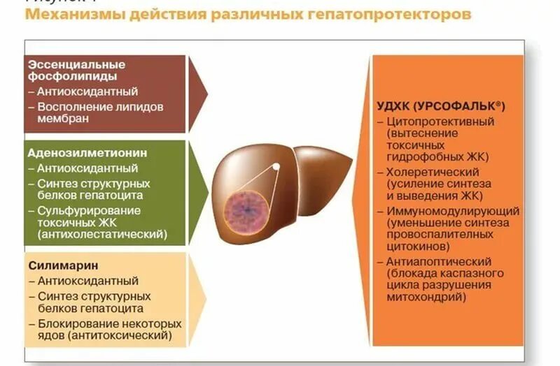 Препараты для печени с доказанной эффективностью. Гепатопротекторы. Лекарственное поражение печени. Механизм гепатопротекторов. Гепатопротекторы для печени.