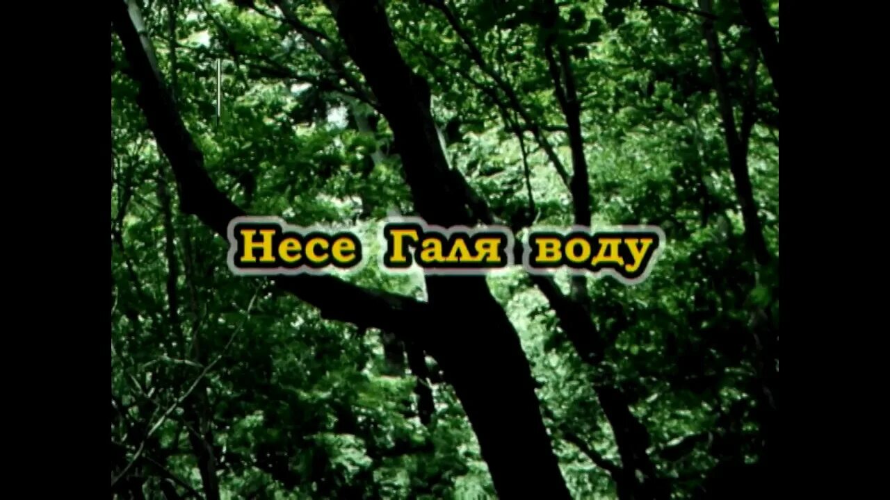 Текст песни несе галя воду. Несе Галя воду текст. Несет Галя воду караоке. Несе Галя воду песня караоке. Несёт Галя воду текст.