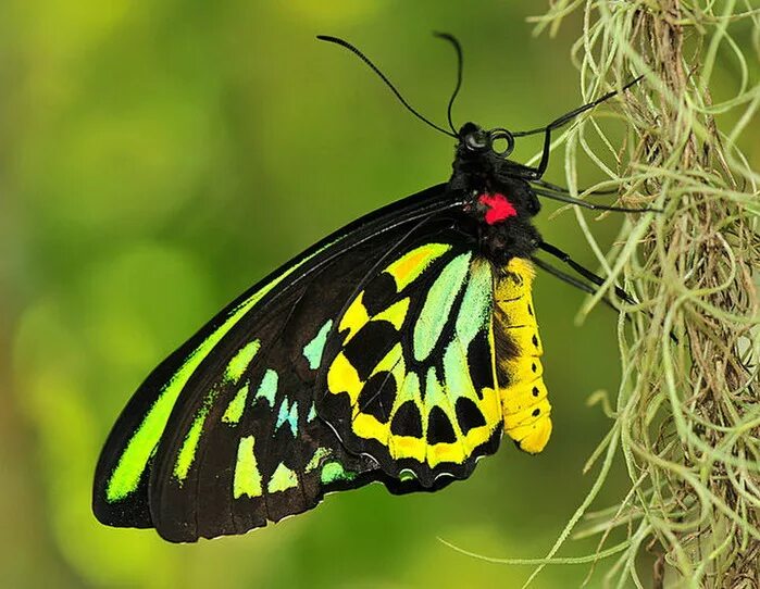 Насекомые бабочки. Бабочка Шмель. Бабочка кузнечик. Жуки и бабочки. Бабочка муравей паук