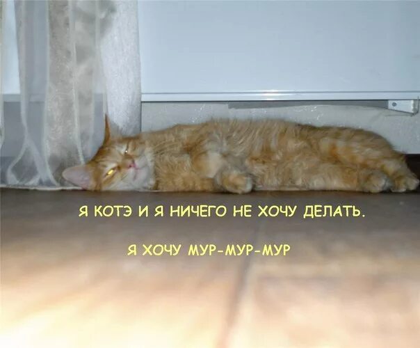 Instagram рязанцев: кот-сомелье, грибочки, сочное мясо