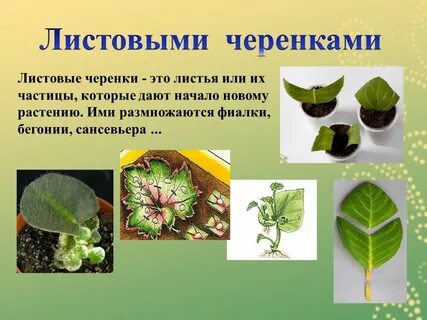 Листовые черенки растения