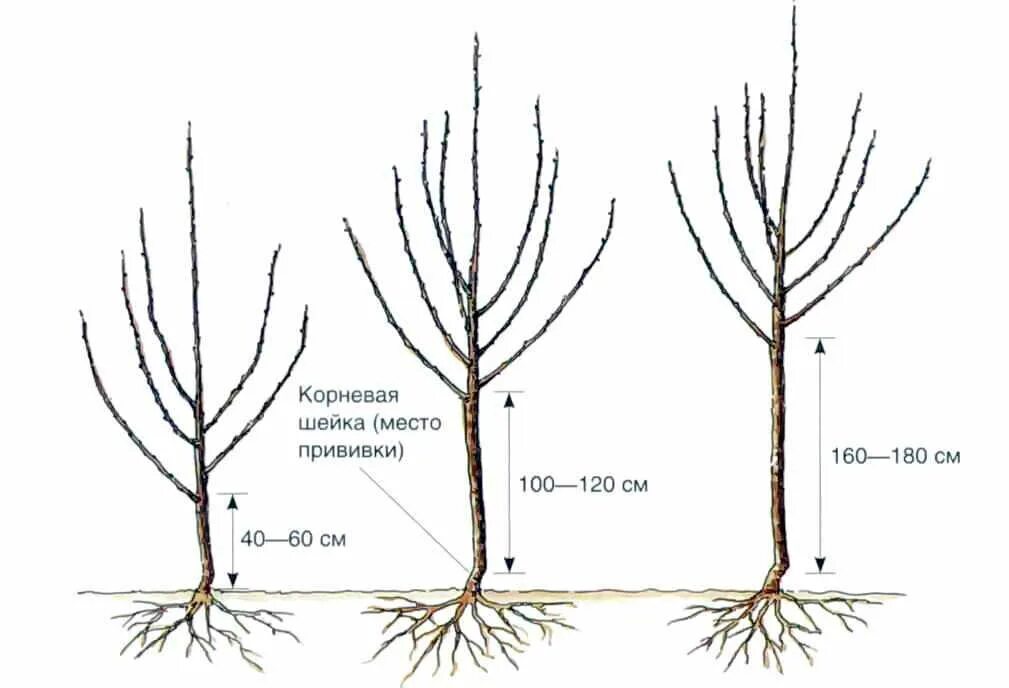 Обрезка груши однолетки весной. Обрезка саженцев груши весной. Обрезка саженца яблони весной. Высота штамба яблони.