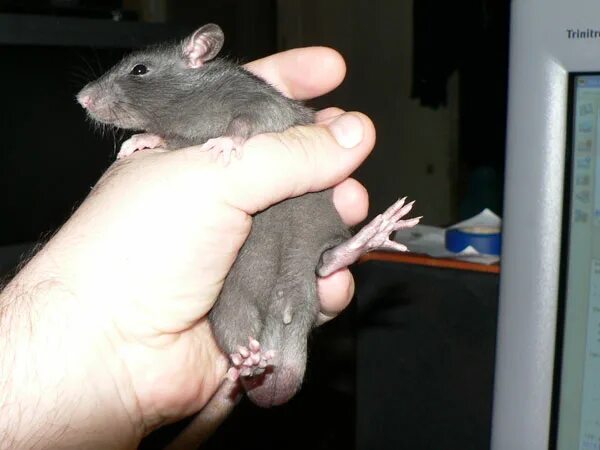 мальчиков мыши. крыса домашняя. мальчишка и мышка. серая крыса. акомис иглистая мышь.