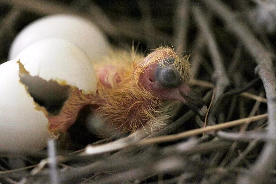 Hatching eggs. Голубиные яйца и птенцы. Птица высиживает яйца голубь. Горлица высиживает яйца. Вылупление птенца голубя.