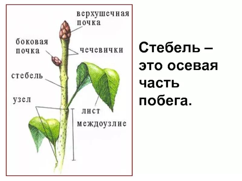 Тест по биологии стебель и лист. Побег узел междоузлие лист стебель. узлы и междоузлия стебля. стебель часть побега. верхушечная почка узел междоузлие.