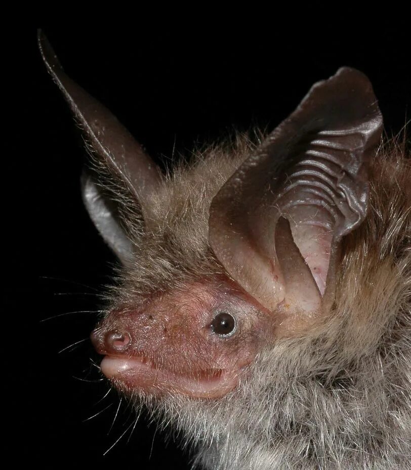 мышью 4 букв. домовая мышь.