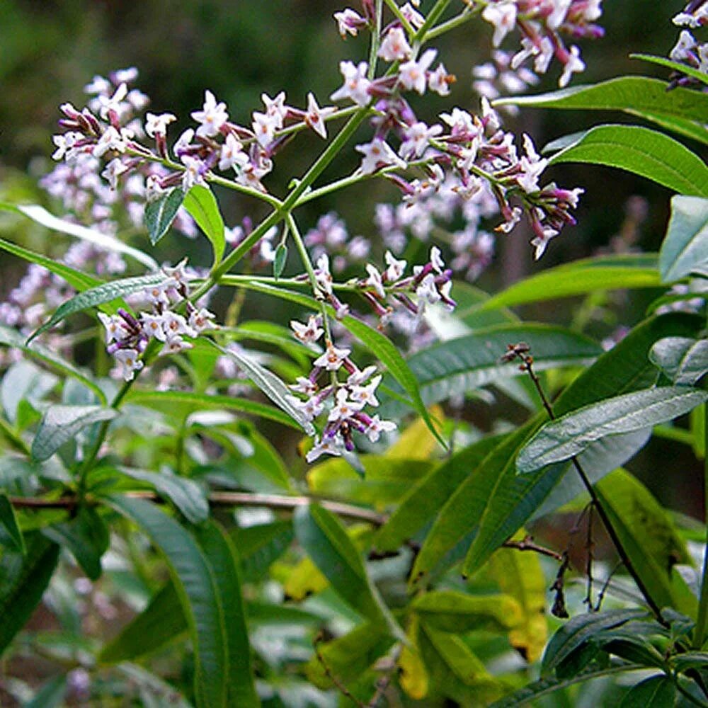 Лимон вербена. Алоизия лимонная Вербена. Алоизия трёхлистная. Lippia citriodora. Вербена / липпия.