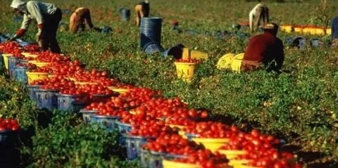 Сбор урожая описать