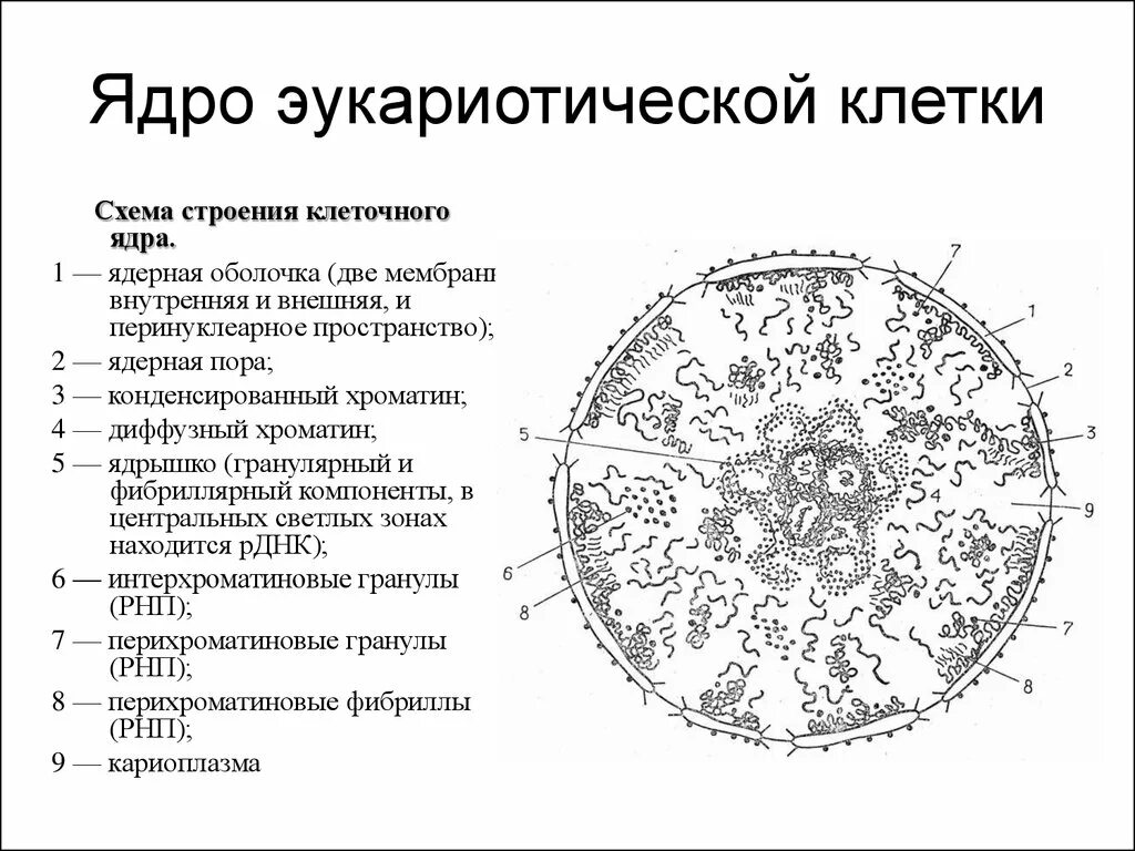 Строение ядра эукариотической клетки схема. Схема строения клеточного ядра. Структура ядра эукариота. Строение ядра клетки эукариот. Назовите структуры ядра