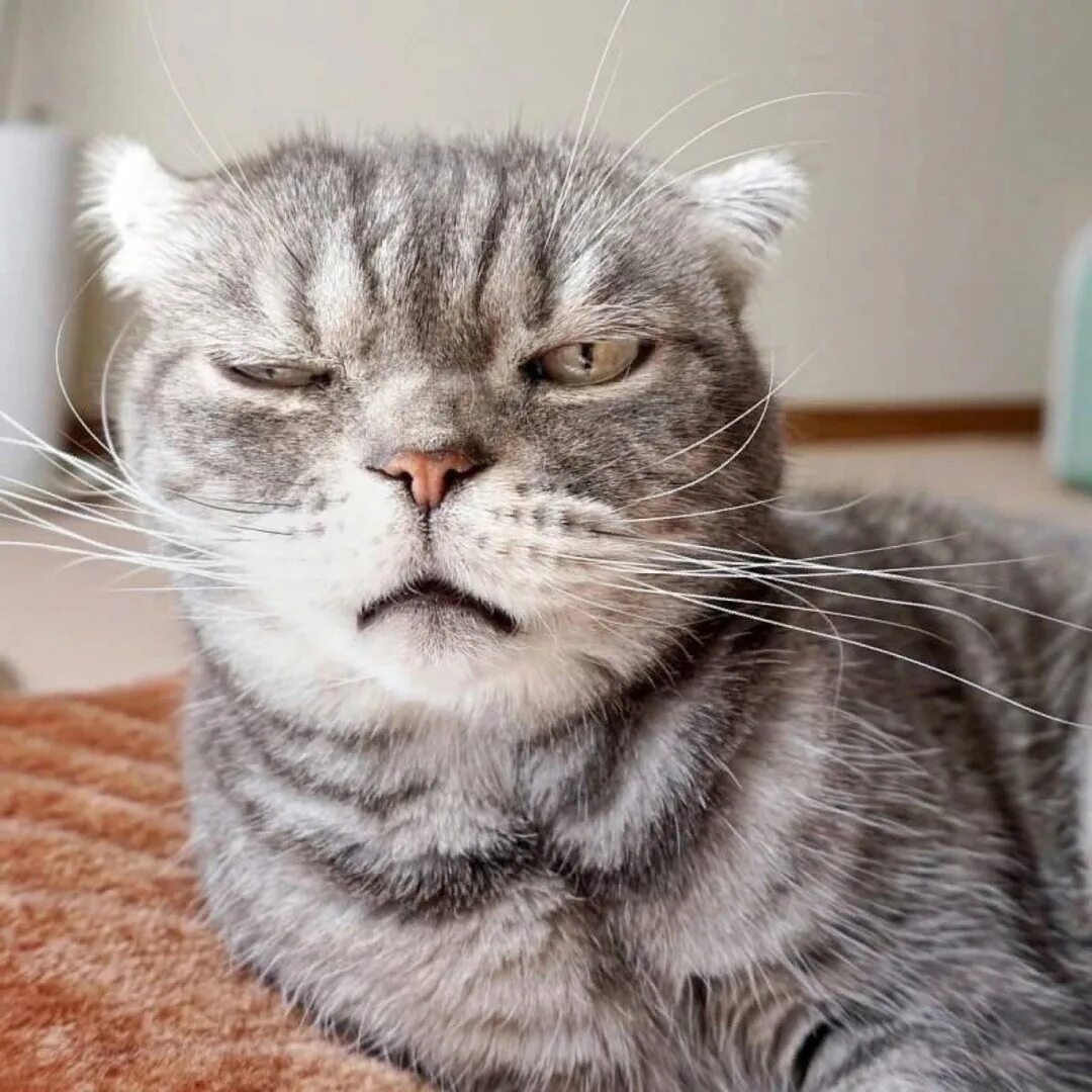 Котенка за шиворот. Столько дел столько дел. Кот покорми меня. Кот орет жрать. Кот проспал.