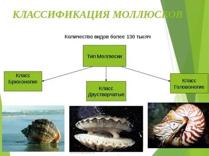 Значение брюхоногих и двустворчатых моллюсков