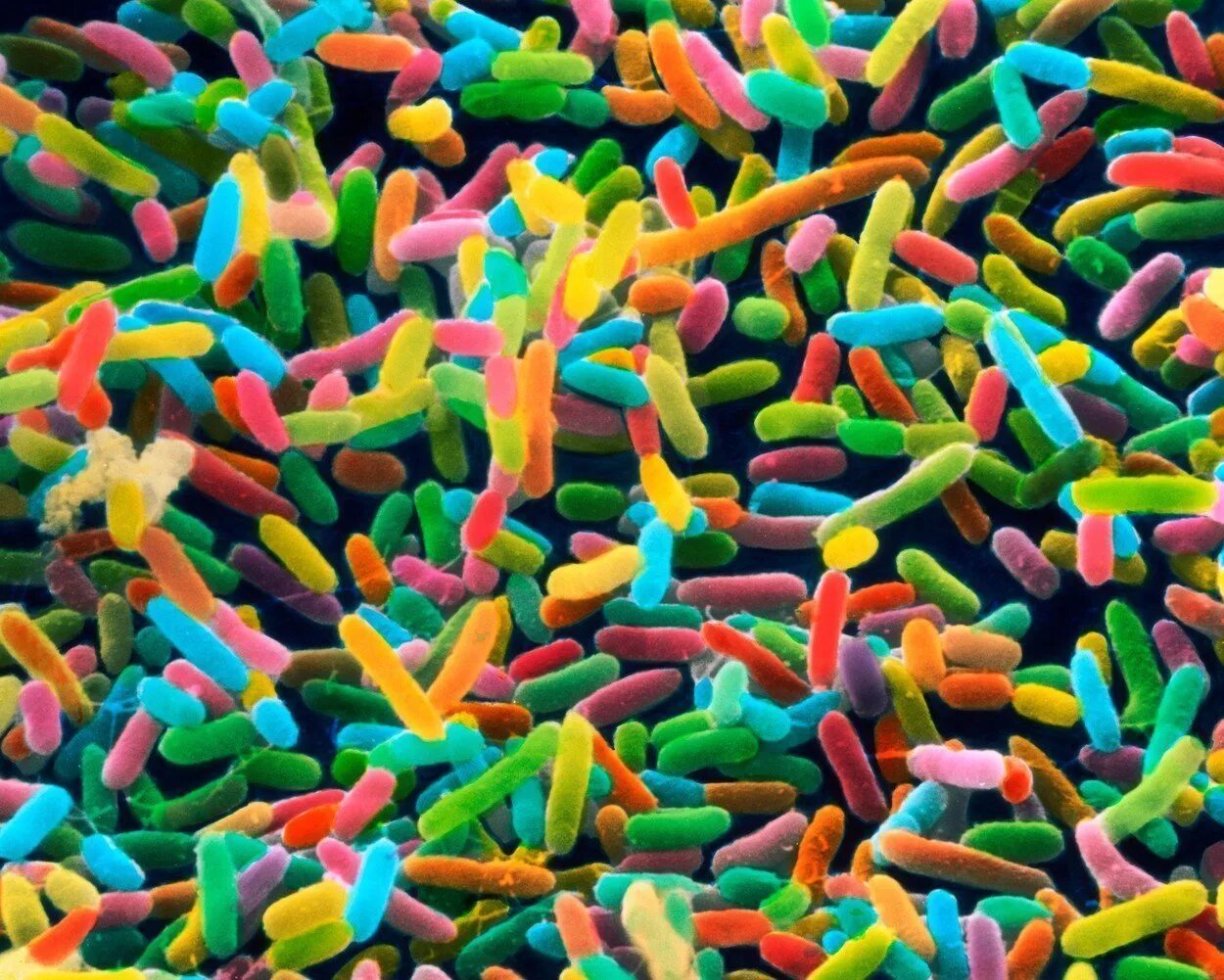 Хорошие микроорганизмы. Хорошие бактерии. Bdellovibrio bacteriovorus. Хорошие микроорганизмы. Хорошие микробы.