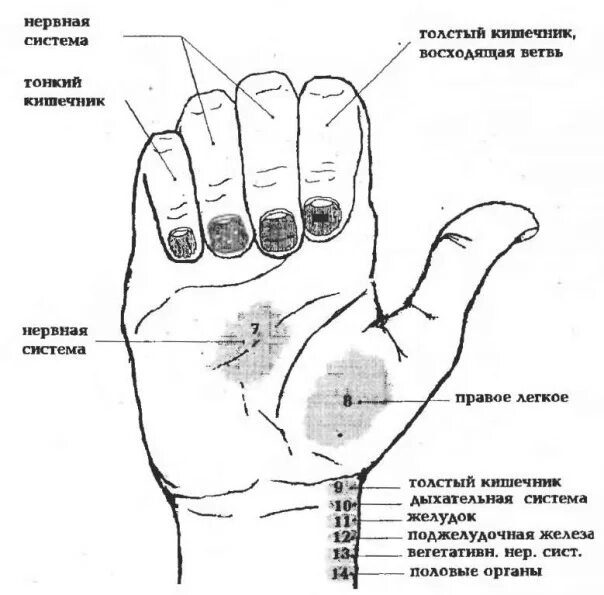 Правая рука коликами. Проекция кишечника на руке. Висцеральный массаж точки воздействия. Проекция органов на руке. Проекция кишечника на ладони.