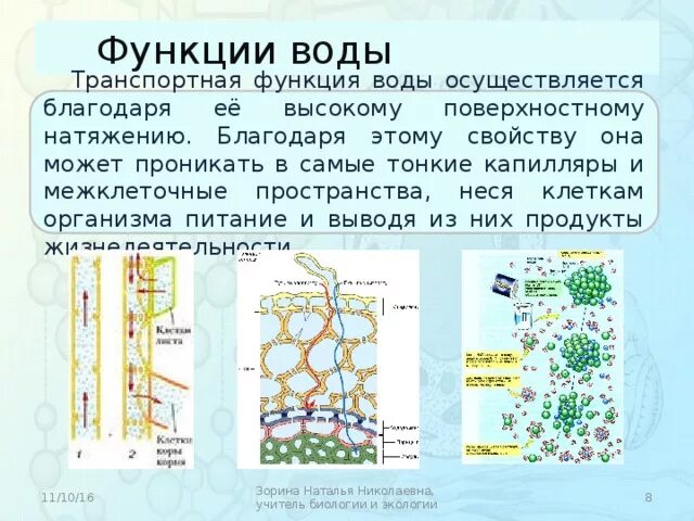 Транспортная функция воды. Жидкость в межклеточном пространстве. Функции межклеточного пространства в животной клетке.