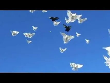Птицы белые летели слушать