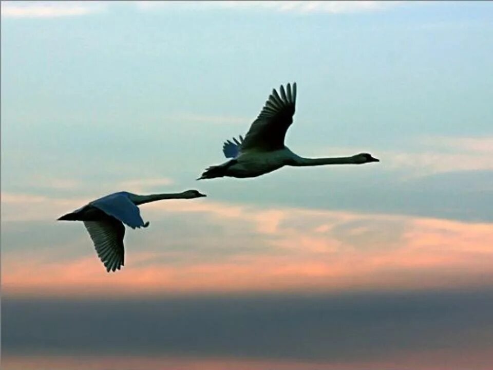 Лебеди летят. Лебедь в полете. Полет двух птиц. Лебеди в небе.