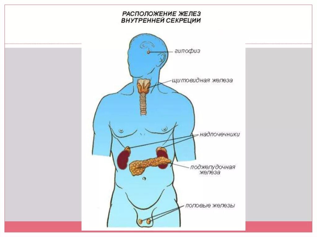 Гипофиз щитовидная железа поджелудочная железа