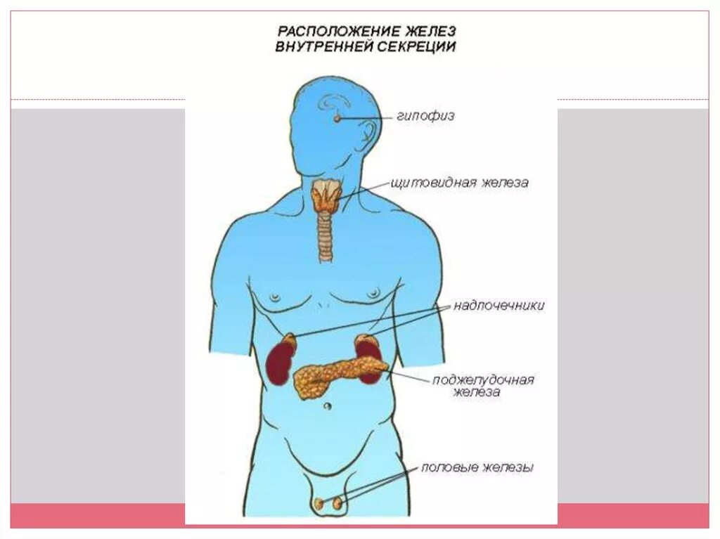 Железы внутренней секреции гипофиз надпочечники. Железы внутренней секреции: гипофиз, надпочечники, щитовидная железа.. Функции желез внутренней секреции надпочечники. Изображение желез внутренней секреции.