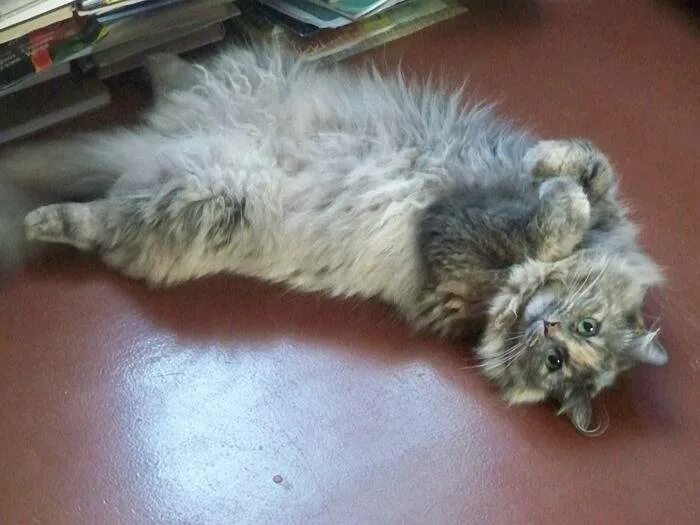 Как удалить колтуны у кошки. У длинношерстного кота колтуны.