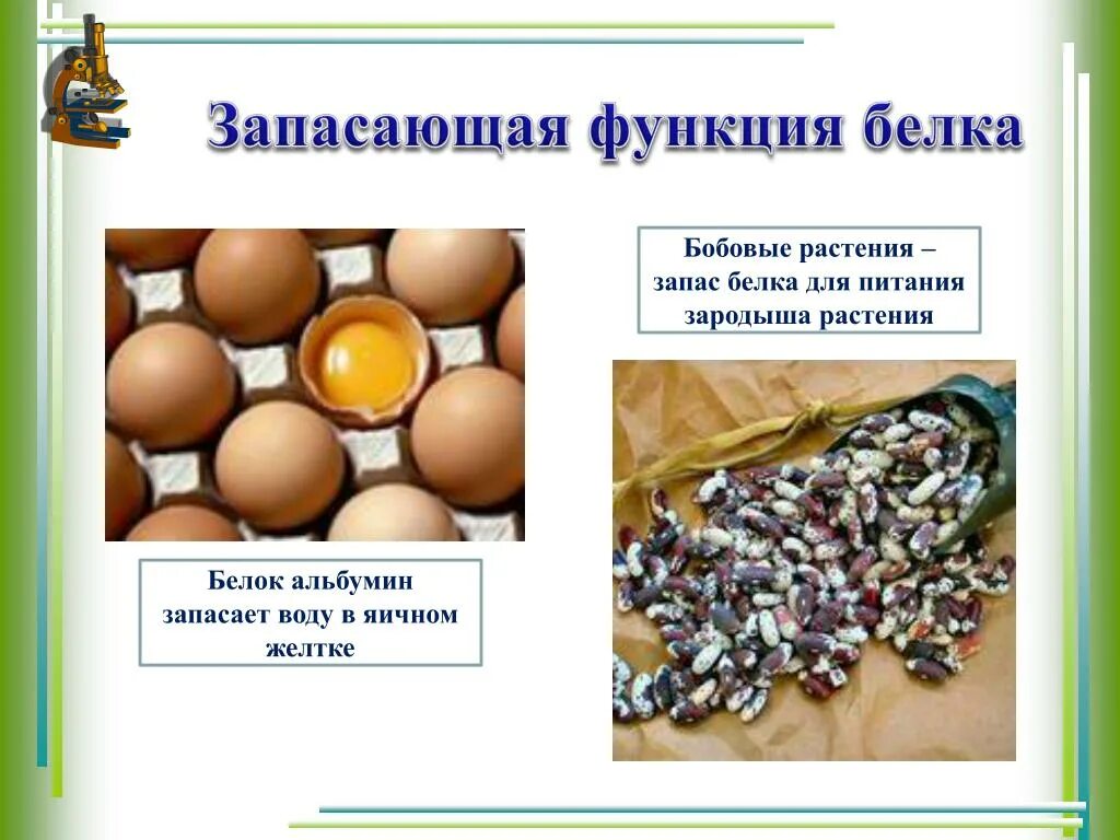 Разработка урока биологии в 10 классе по теме "Органические молекулы. Биологичес