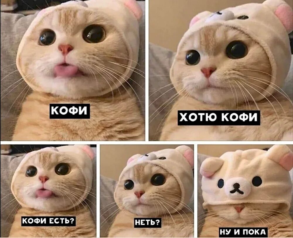 Кофе кот мем. Кот мем. мемы с котиками. кофе мем с котом. мемы про котиков.