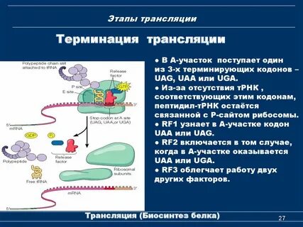Трансляция рнк этапы