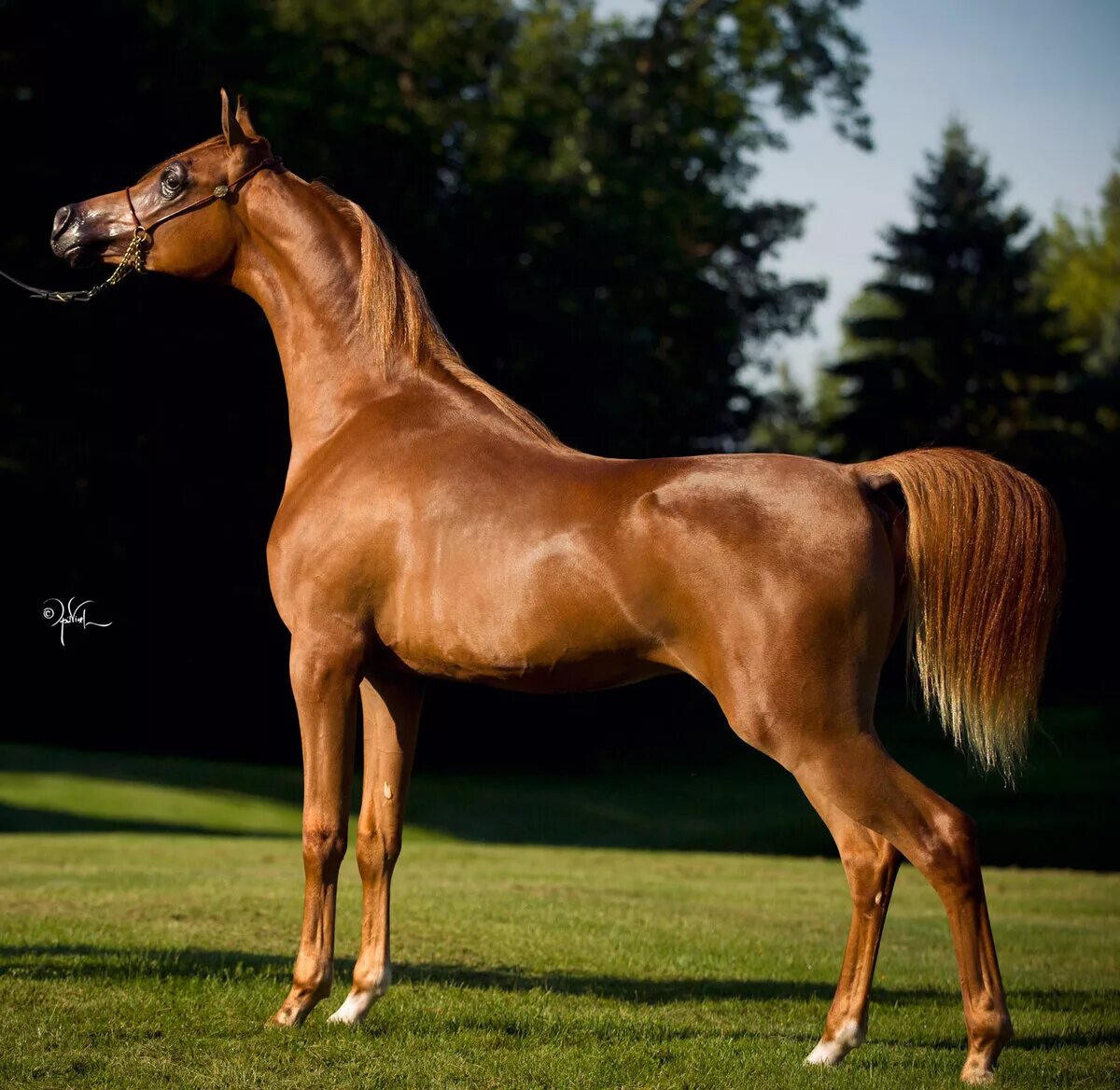 Арабская лошадь (арабский скакун). Кохейлан арабская лошадь. Лошади породы арабская чистокровная. Арабская лошадь кохейлан-сиглави. Порода самой дорогой лошади