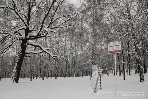 Камеры роща