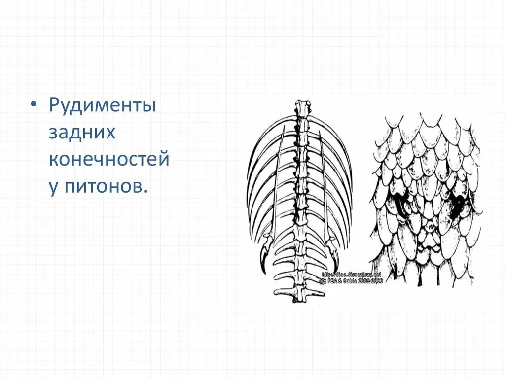 Задние конечности питона. Рудиментарные задние конечности питона. Рудименты задних конечностей у питона.