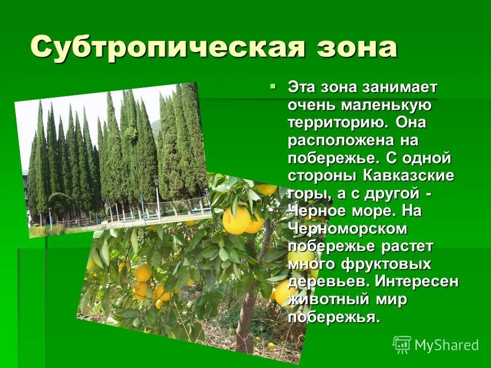 Главная особенность природной зоны. Климат субтропиков Черноморского побережья. Растения субтропиков России. Зона субтропиков растения.