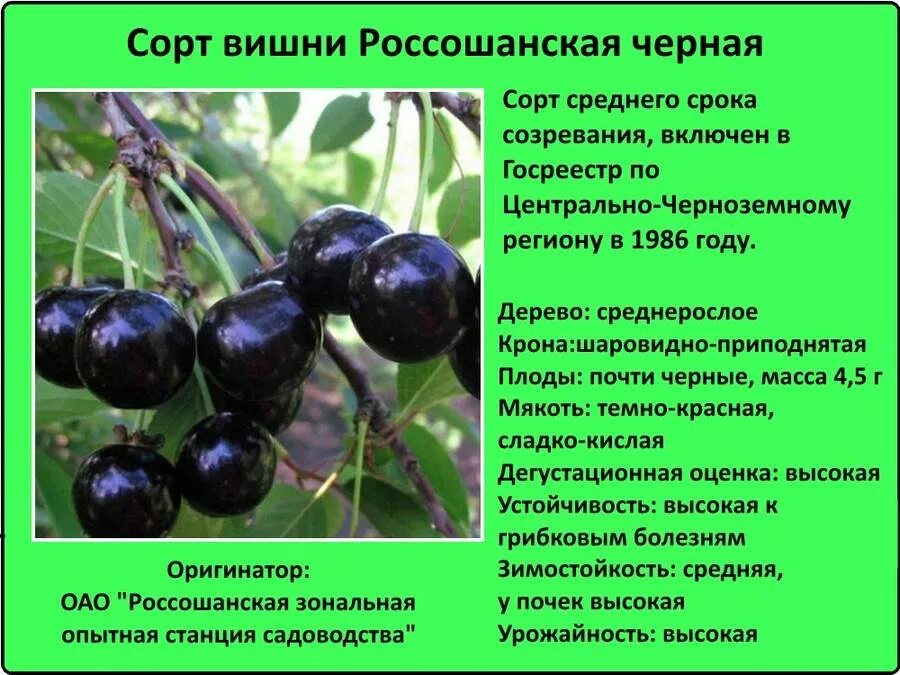 Полный Вишня: описание 19 лучших сортов, характеристики и отзывы садоводов (Фото