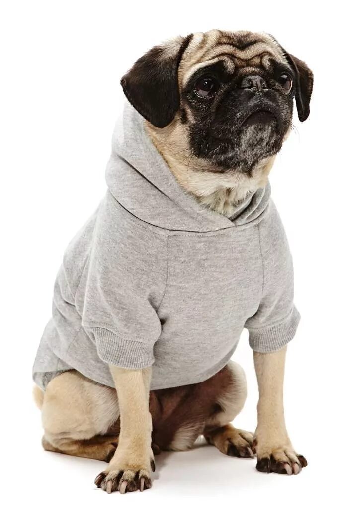 Мопс мода. Мопсик в костюме. Одежда для мопса мальчика. Мопс в платье. Мопс в деловом костюме.