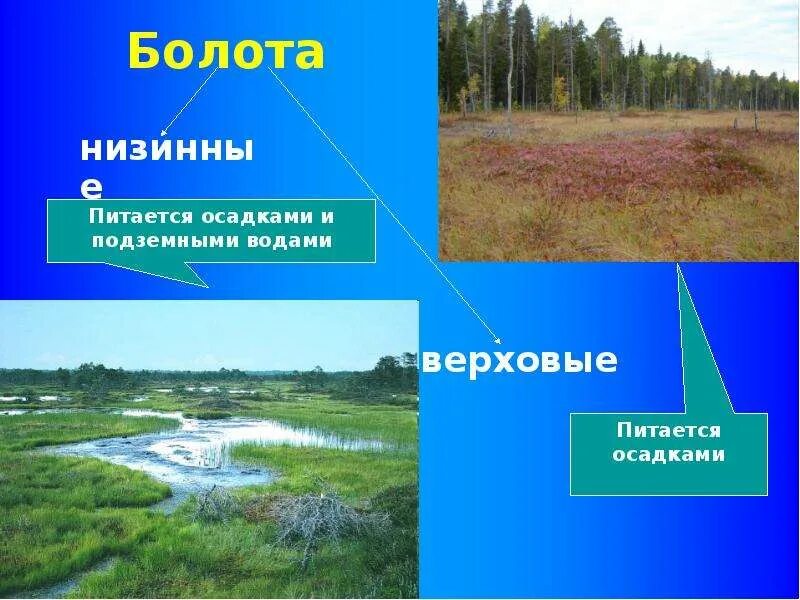 Верховые болота - Telegraph