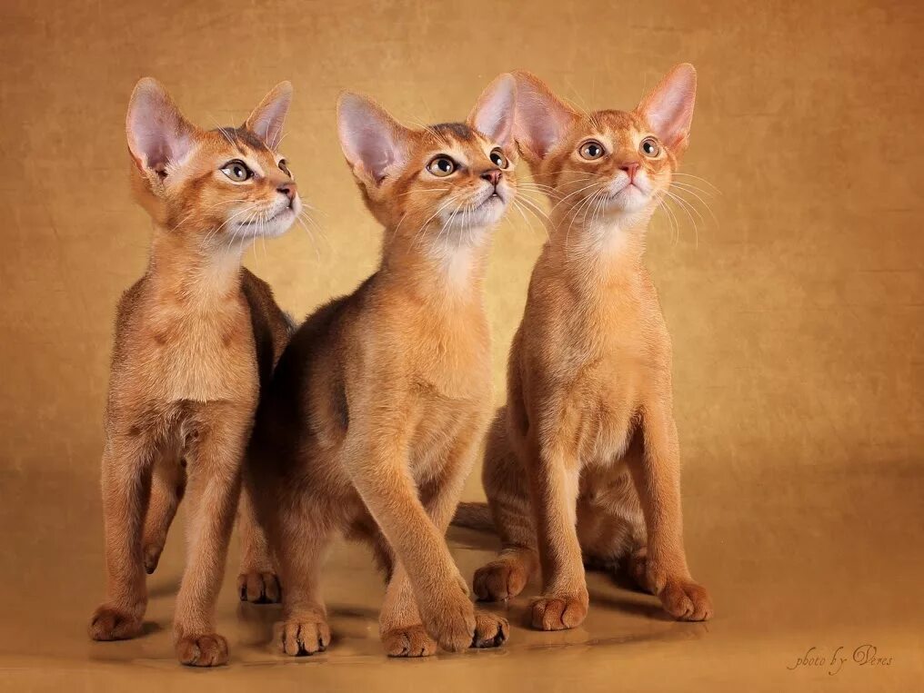 Абиссинская кошка. Порода кошек абиссинец. Абиссинские котята. Абиссинская и Бурманская.
