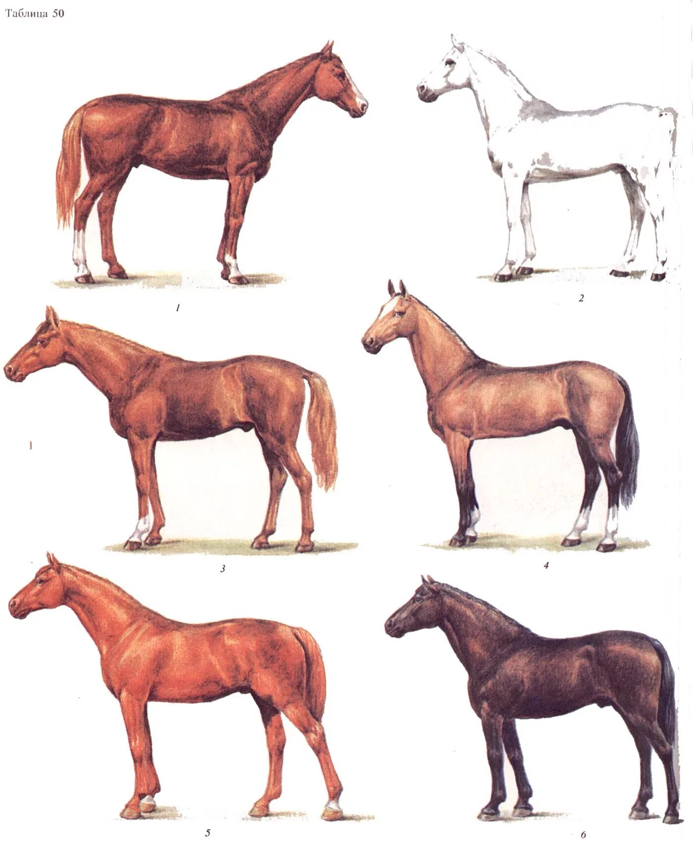 Породы лошадей с фотографиями и названиями верховые. Андалузская порода лошадей. Подвиды лошадей. Коневодство верховые породы лошадей. Породы лошадей тяжеловозов красивые.